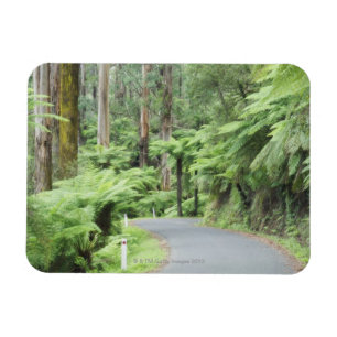Magnet Flexible Parc national de Tarra Bulga, chaînes de