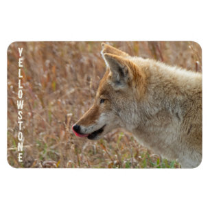 Magnet Flexible Parc national de Yellowstone dans la vallée de Coy