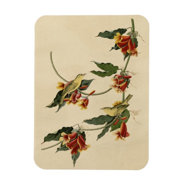 Magnet Flexible Paruline à rathbone (jaune) Audubon Birds of Ameri (Vertical)