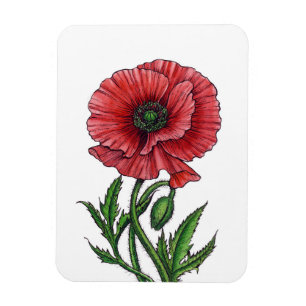 Magnet Flexible Pavot rouge, aquarelle et encre