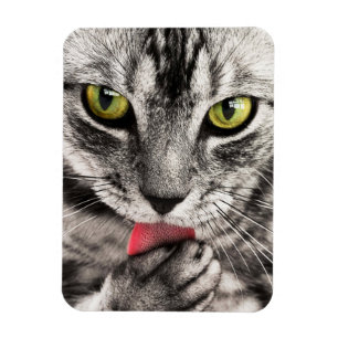 Magnet Flexible Paw de cueillette de chat Tabby