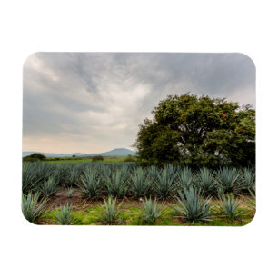 Magnet Flexible Paysage avec l'agave bleu