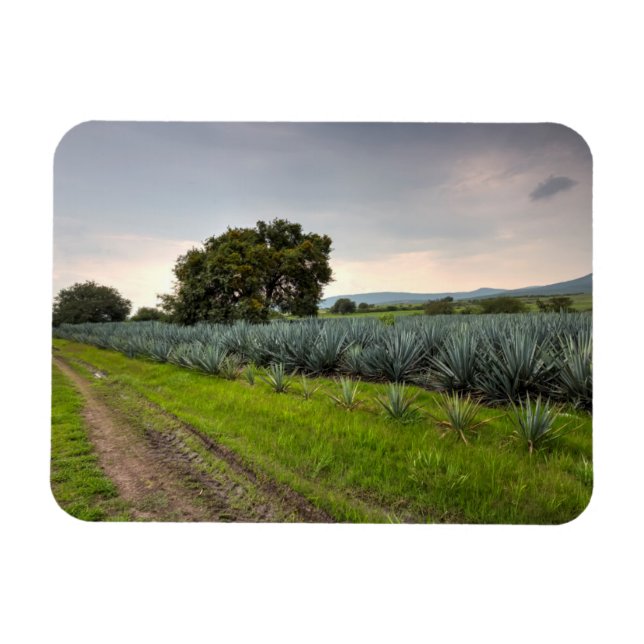 Magnet Flexible Paysage De Blue Agave (Horizontal)