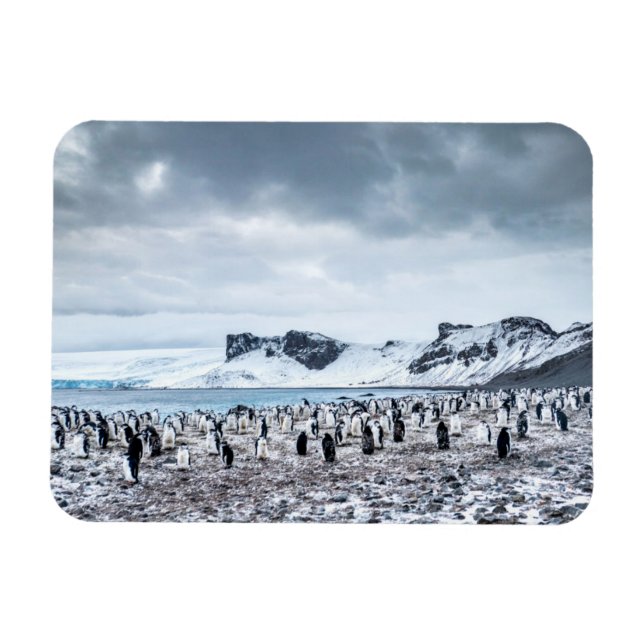 Magnet Flexible Paysage de la colonie de pingouins de Chinstrap (Horizontal)
