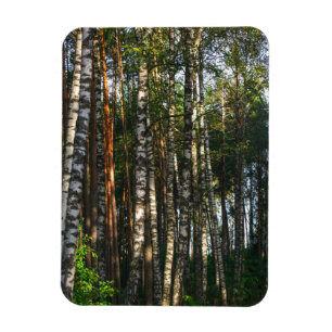 Magnet Flexible Paysage naturel Paysage Forêt Birch Trees