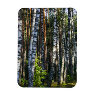 Magnet Flexible Paysage naturel Paysage Forêt Birch Trees