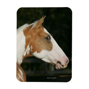 Magnet Flexible Peignez le Headshot 2 de cheval
