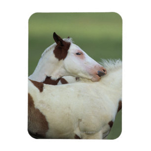 Magnet Flexible Peindre Foals Jouer