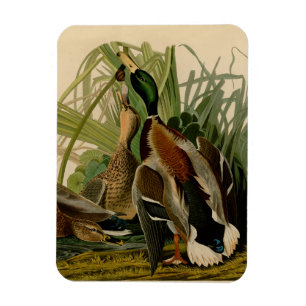 Magnet Flexible Peinture d'oiseaux de Mallard Duck Audubon