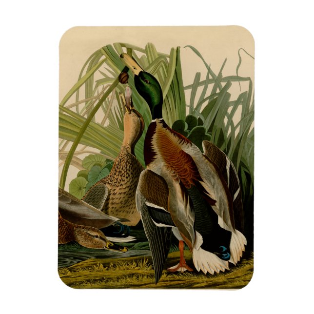 Magnet Flexible Peinture d'oiseaux de Mallard Duck Audubon (Vertical)