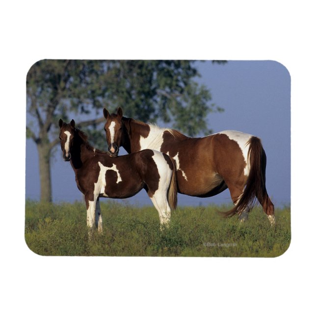 Magnet Flexible Peinture Mare & Foie (Horizontal)