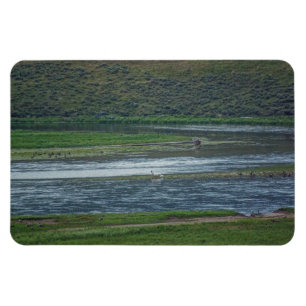 Magnet Flexible Pélicans rejoignez l'Oie