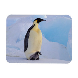 Magnet Flexible Penguin   Apténodytes