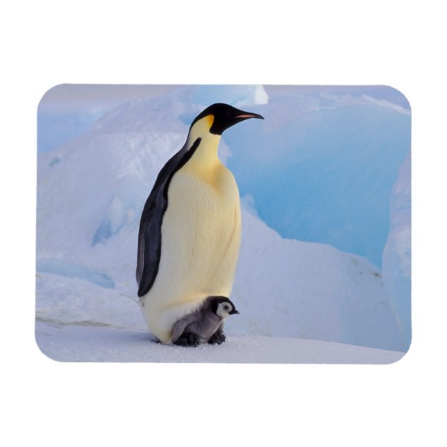 Magnet Flexible Penguin | Apténodytes (Horizontal)