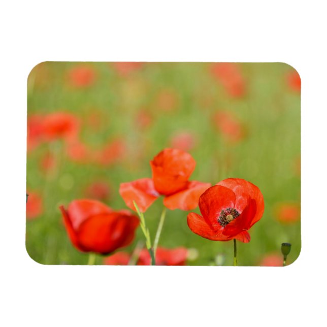 Magnet Flexible Pépites dans un champ de pavot aimant rectangulair (Horizontal)