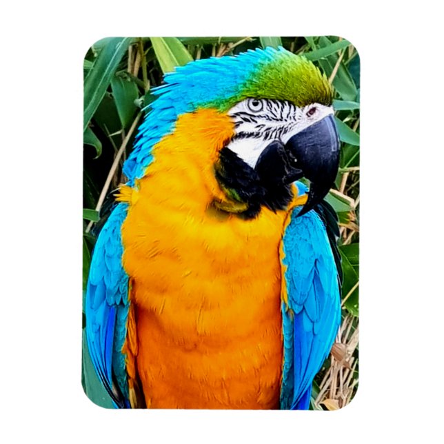 Magnet Flexible Perroquet bleu et jaune (Vertical)