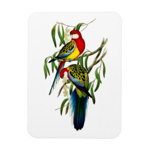 Magnet Flexible Perruche de Rosehill Parrot Australie
