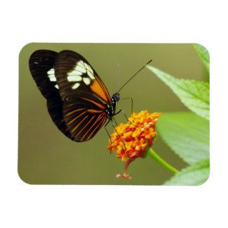 Magnet Flexible Petit aimant papillon