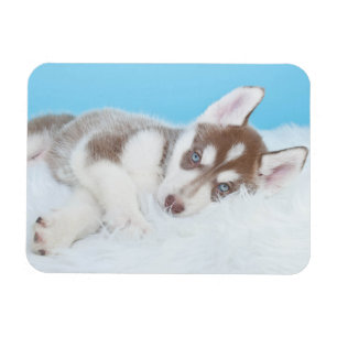 Magnet Flexible Petit Chiot Husky allongé sur une couverture