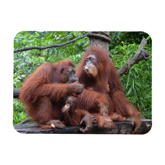 Magnet Flexible Petit déjeuner avec le zoo de Singapour Orangutans (Horizontal)
