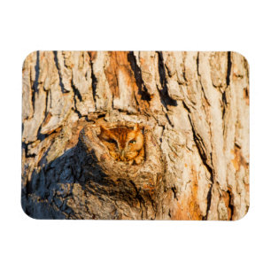Magnet Flexible Petite chouette des terriers orientale