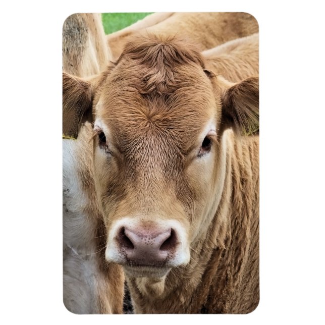 MAGNET FLEXIBLE PETITE VACHE CUITE (Vertical)
