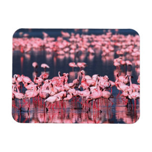 Magnet Flexible Petits Flamants roses (Phoeniconaias mineur), Afri