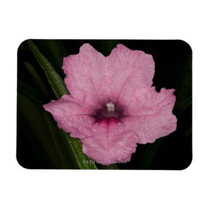 Magnet Flexible Pétunia mexicain rose (Ruellia Brittoniana ou