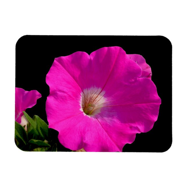 Magnet Flexible pétunia rose (Horizontal)