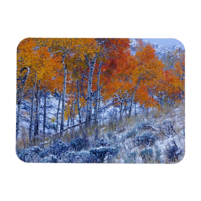 Magnet Flexible Peupliers trembles en couleurs d'automne, montagne (Horizontal)