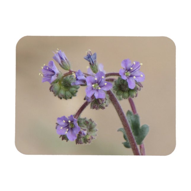 Magnet Flexible Phacelia Purple Fleurs sauvages (Horizontal)