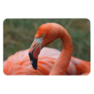 Magnet Flexible Phoenicopterus ruber