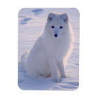 Photo Arctic Winter Fox conçue
