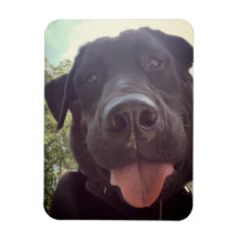 Photo de chien Selfie Black Lab