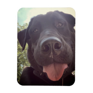 Magnet Flexible Photo de chien Selfie Black Lab