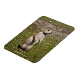 Magnet Flexible Photo de faune de chien de prairie à queue noire