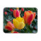 Photo de jardin de tulipes jaunes et rouges vibran