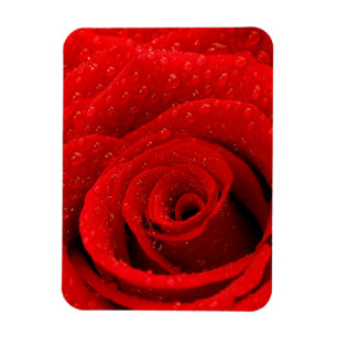 Magnet Flexible Photo de Red Rose Arrière - plan