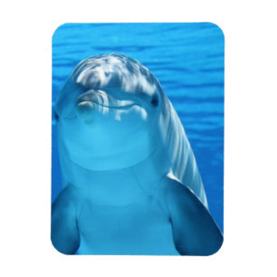 Magnet Flexible Photo Dolphin conviviale