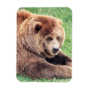 Magnet Flexible Photo d'ours Brown