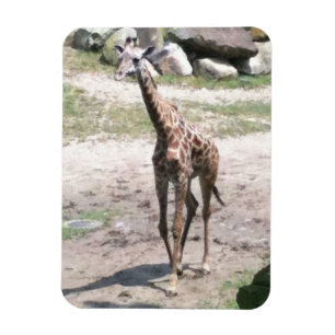 Magnet Flexible Photo d'une petite girafe marchant dans la nature 