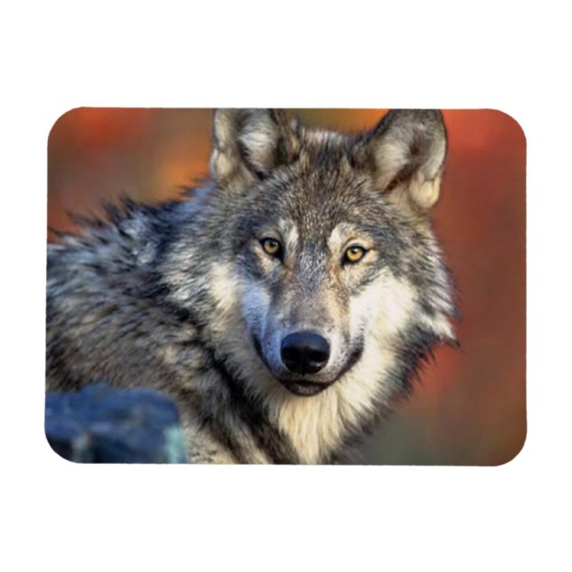 Magnet Flexible Photo Wolf (Horizontal)