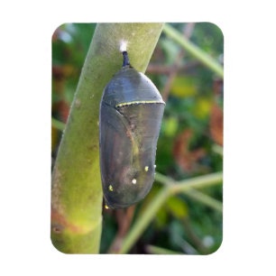 Magnet Flexible Photographie - Chrysalis du papillon Monarque