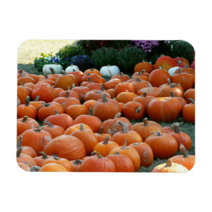 Magnet Flexible Photographie de récolte d'automne des citrouilles 