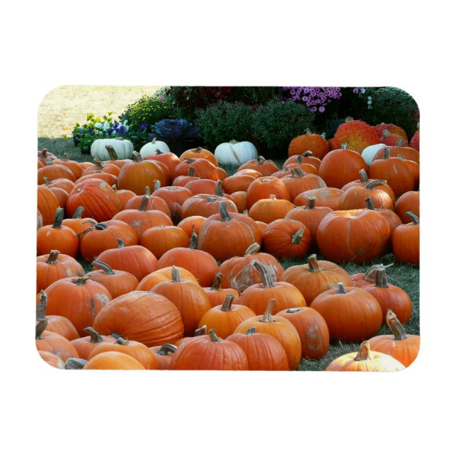 Magnet Flexible Photographie de récolte d'automne des citrouilles  (Horizontal)