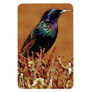 Magnet Flexible Photographie d'oiseau Starling