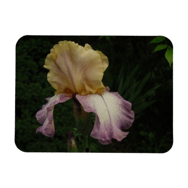 Magnet Flexible Photographie florale Iris (Horizontal)