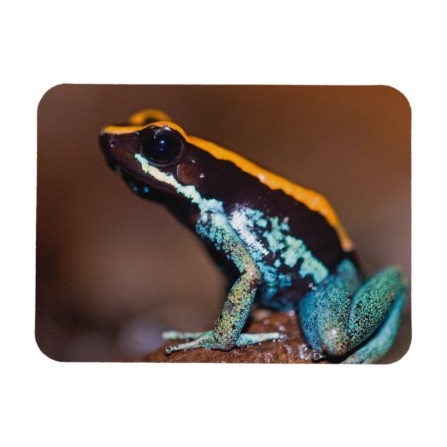 Magnet Flexible Phyllobates vittatus, une grenouille à flèches poi (Horizontal)