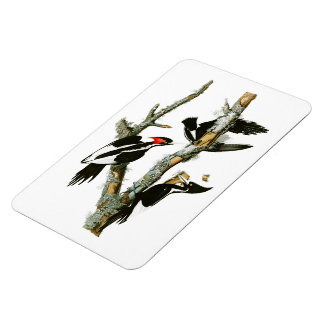 Magnet Flexible Pic à l'ivoire Audubon Birds of America