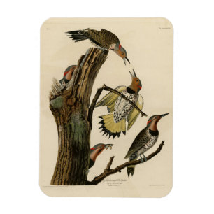 Magnet Flexible Pic flamboyant d'après Les Oiseaux d'Amérique de A